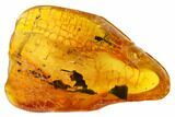 Detailed Fossil Ant (Formicidae) In Baltic Amber #159762-1